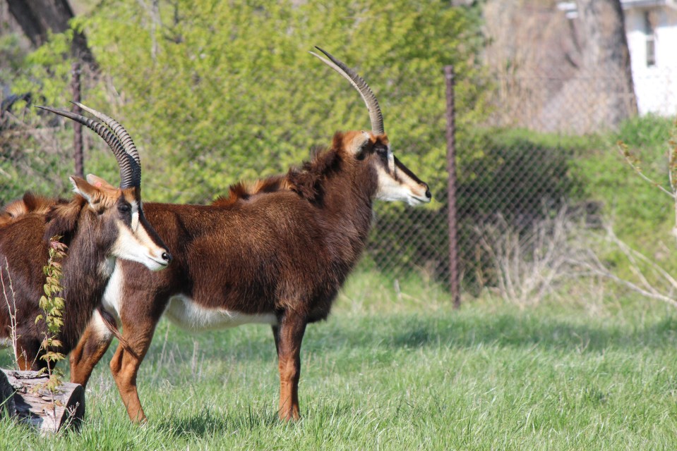 From Tennessee to Omaha, Nebraska by way of Sioux Falls, South Dakota.&nbsp;(Final)